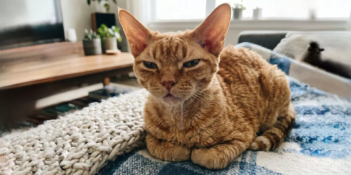 Speichelflusses bei Katzen
