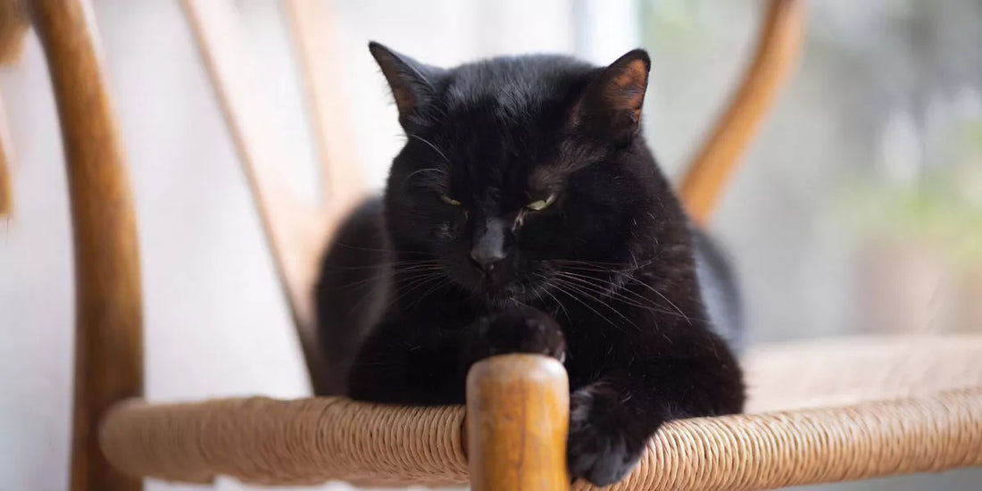 tränenden Augen bei Katzen