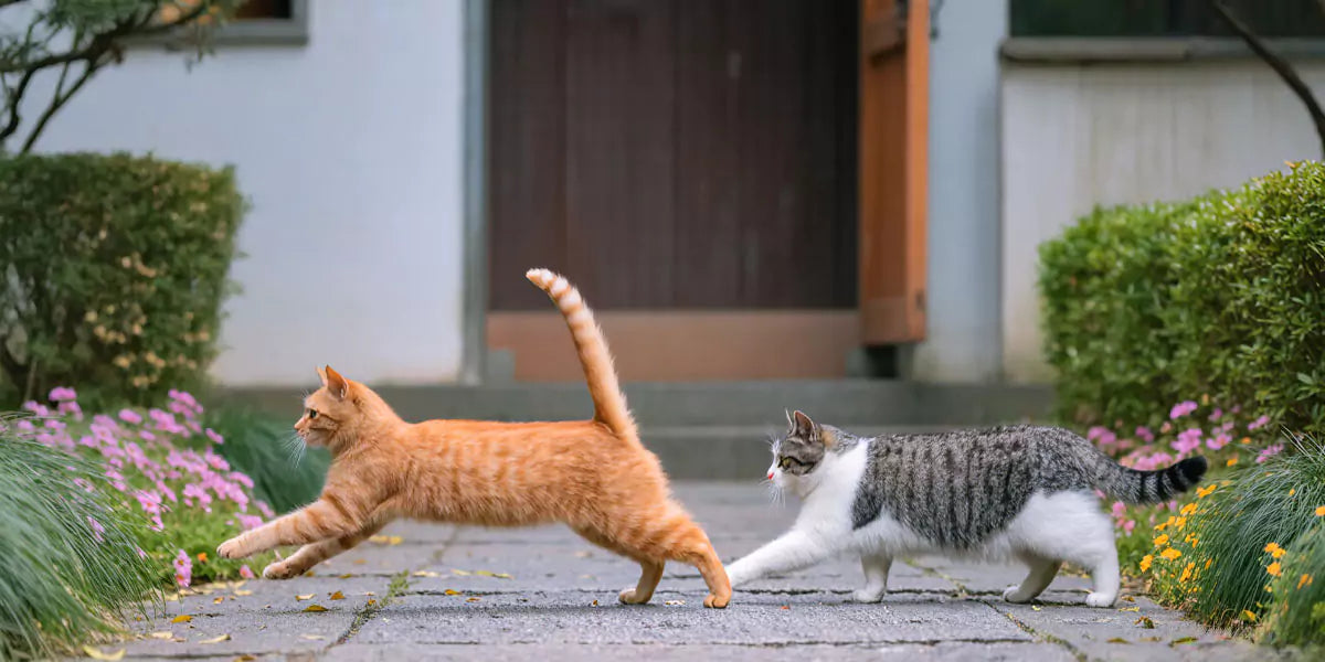 Freigängerkatze mit Freiheit & Verantwortung