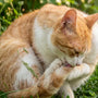 Grasmilben bei Katzen
