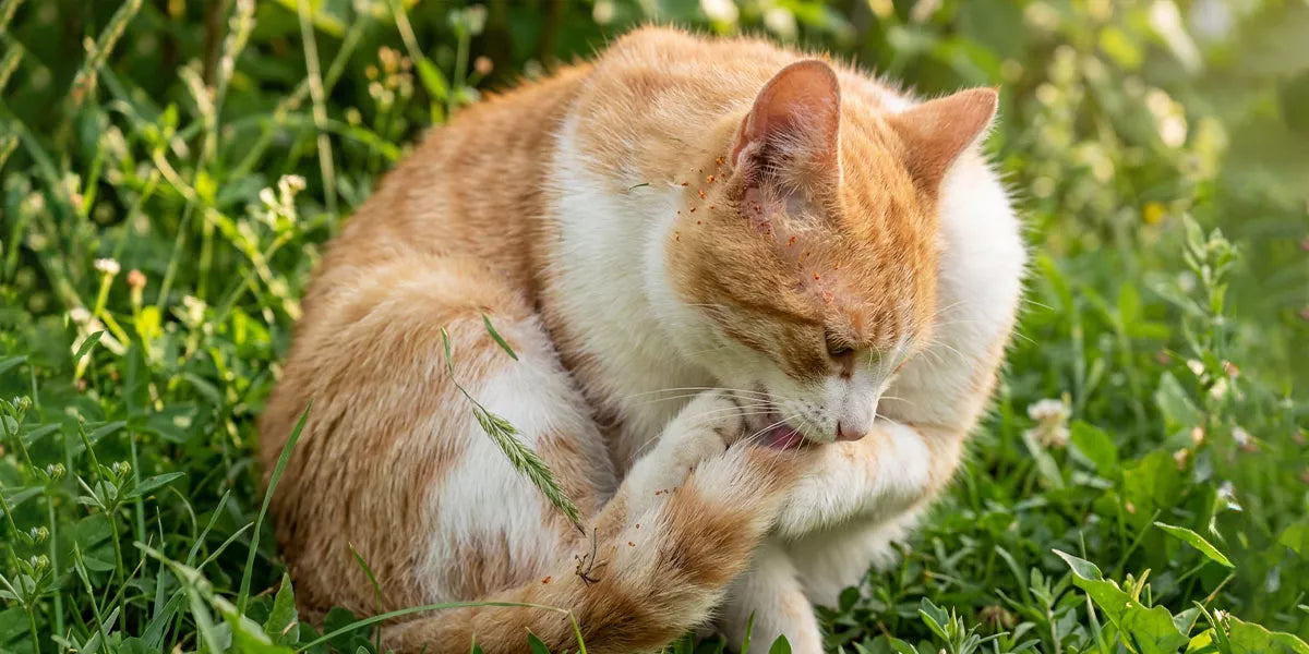 Grasmilben bei Katzen