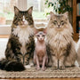 Haltung und Pflege großer Katzenrassen