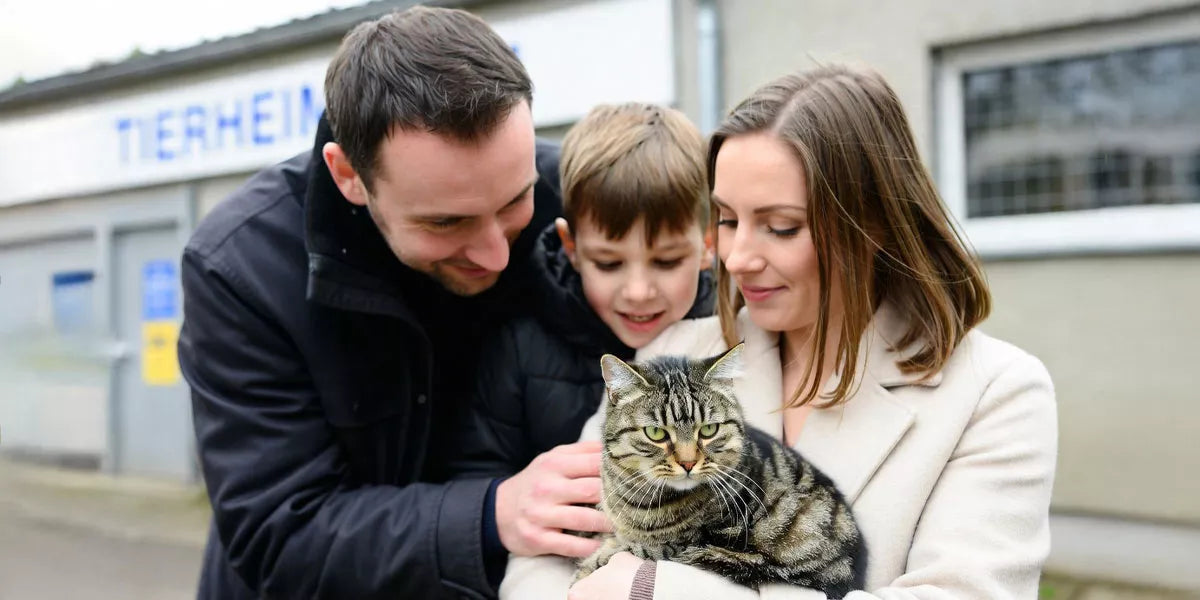Katze Tierheim kaufen