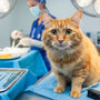 Kastration bei Katzen