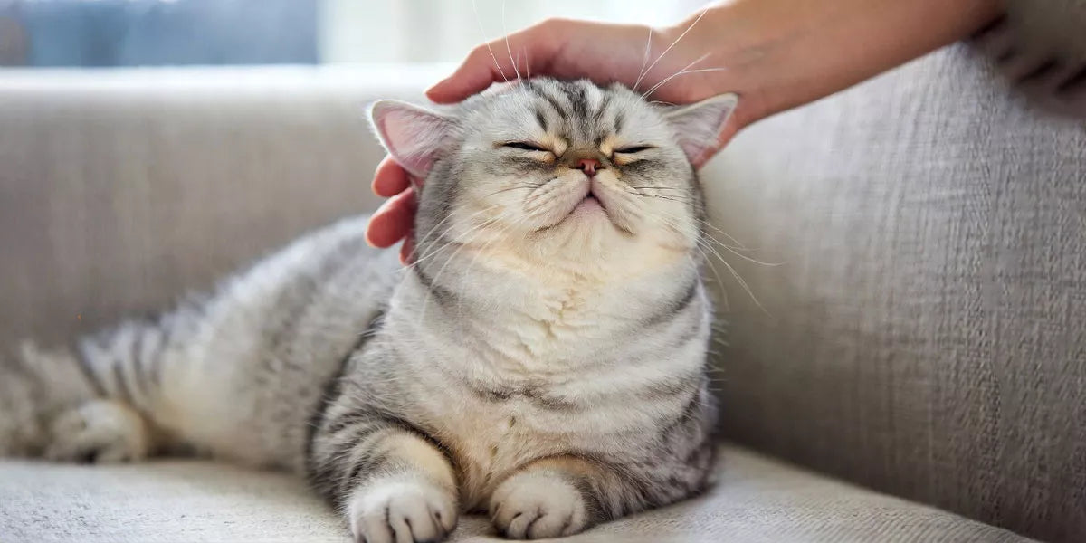 Katze richtig streicheln