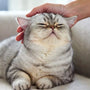 Katze richtig streicheln