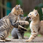 Katzenkämpfe verstehen und lösen