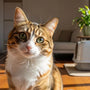wohnung riecht nach katze