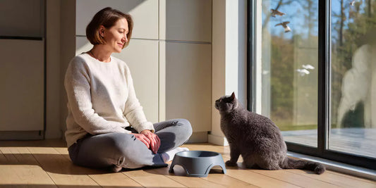 Katzengeschirr
