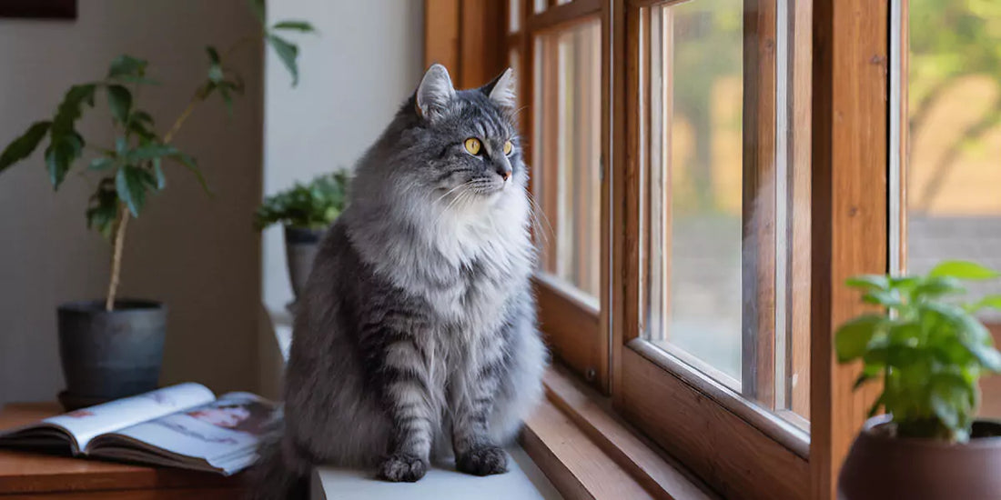 Katzenjahre in Menschenjahre-Für ein langes & gesundes Leben