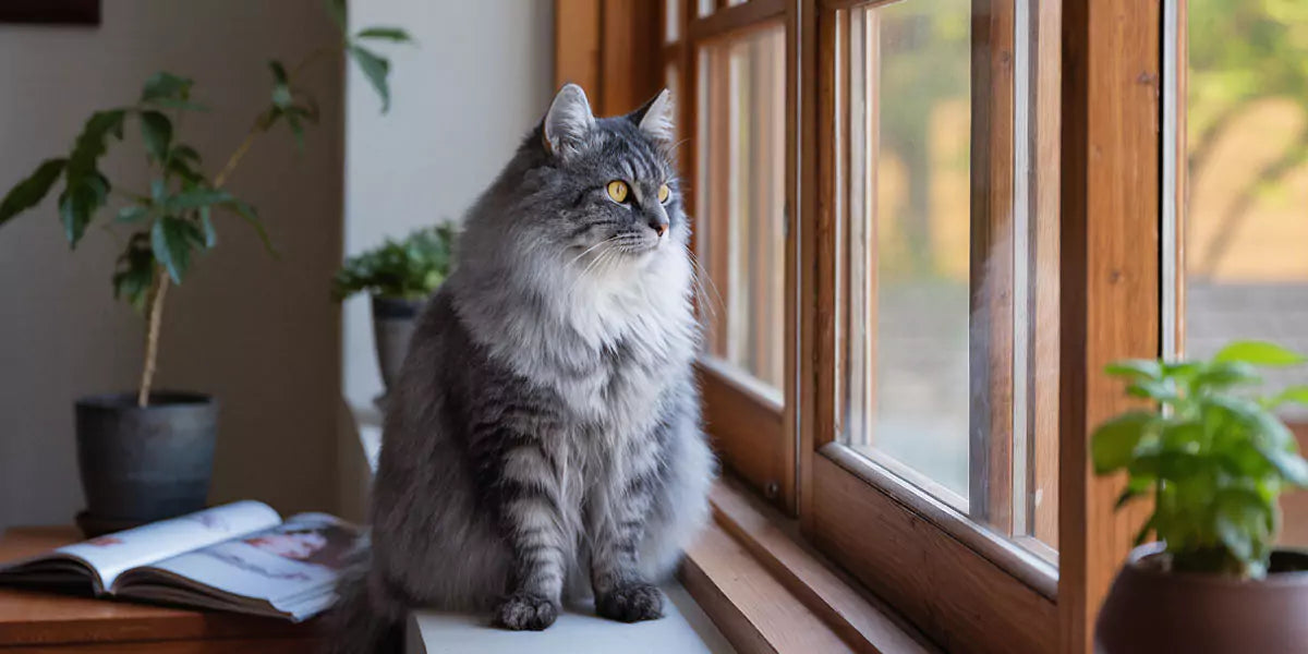 Katzenjahre in Menschenjahre-Für ein langes & gesundes Leben