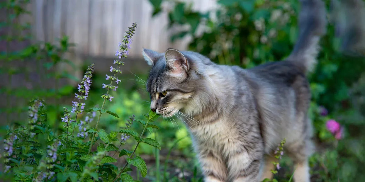 Katzen und Katzenminze