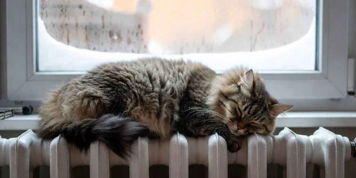 So schützen Sie Ihren Liebling mit Wärme und der richtigen Ernährung