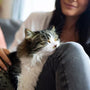 Der größte Liebesbeweis von Katzen
