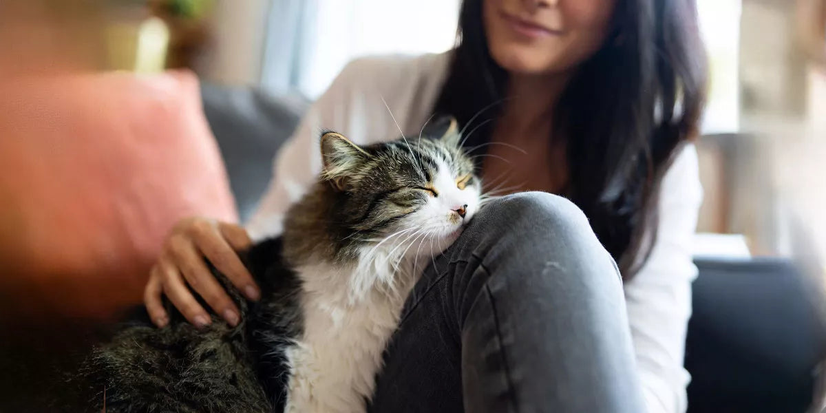 Der größte Liebesbeweis von Katzen