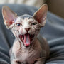 Katzen Milchzähne und der Zahnwechsel