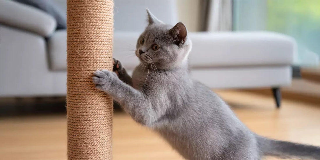 Scharren an einem Kratzbaum