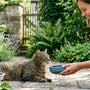 Sommerhitze bei Katzen: Gefahren erkennen und richtig abkühlen