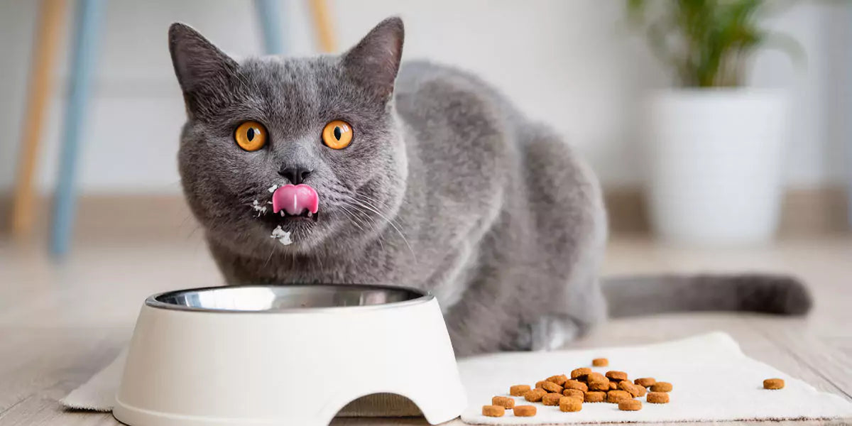 Taurin für Katzen