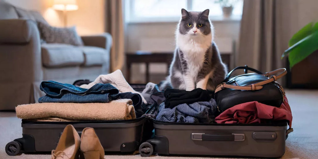 Urlaub Katze Ratgeber