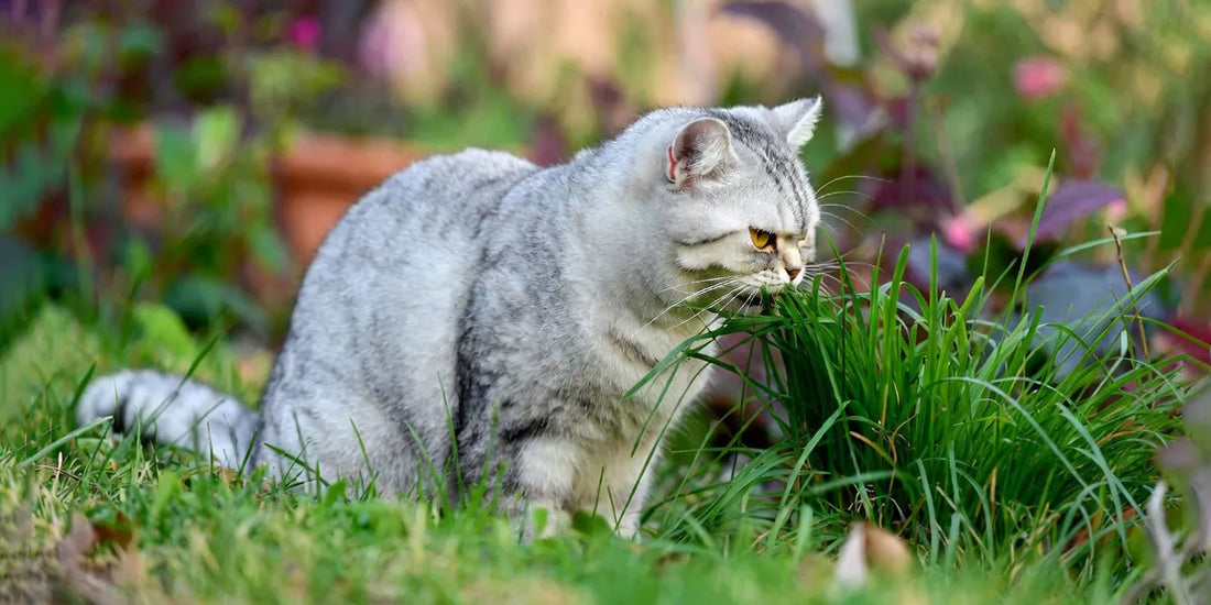 arum Katzen Gras fressen und welche Risiken giftige Pflanzen für sie darstellen
