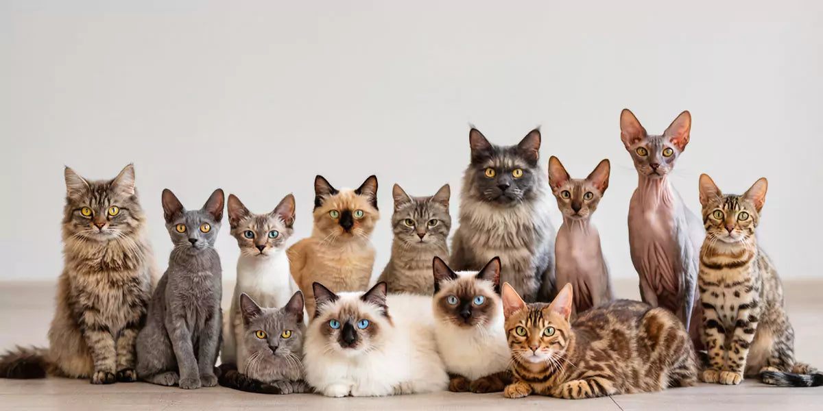 Welche Katzenrasse ist für Anfänger am besten geeignet