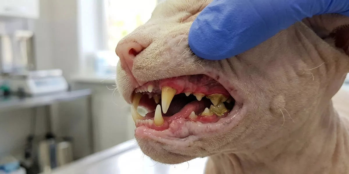 Zahnfleischentzündungen bei Katzen