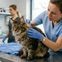 Zecken bei Katzen entfernen