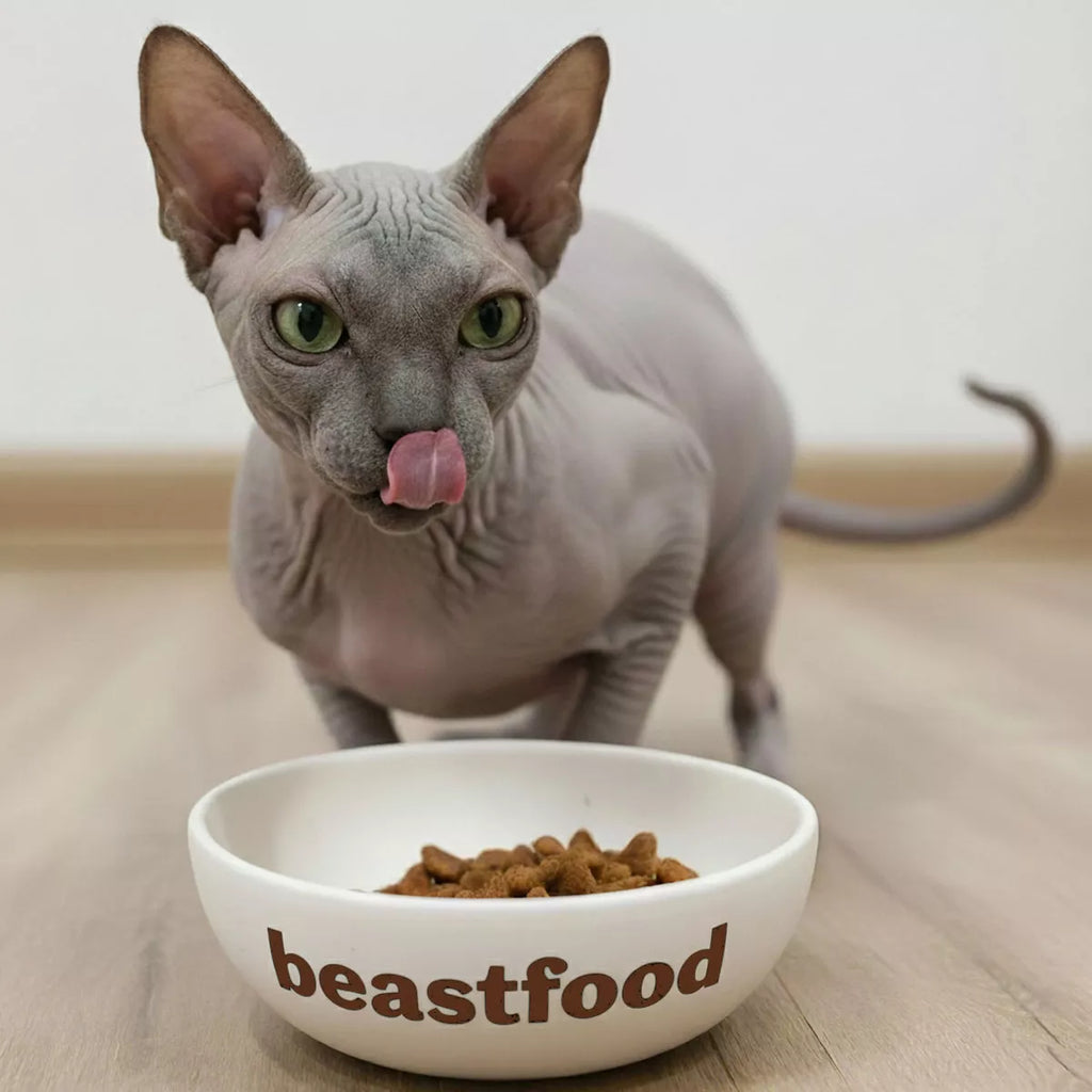 Trockenfutter schmeckt den Katzen